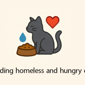 Feeding homeless and hungry cats