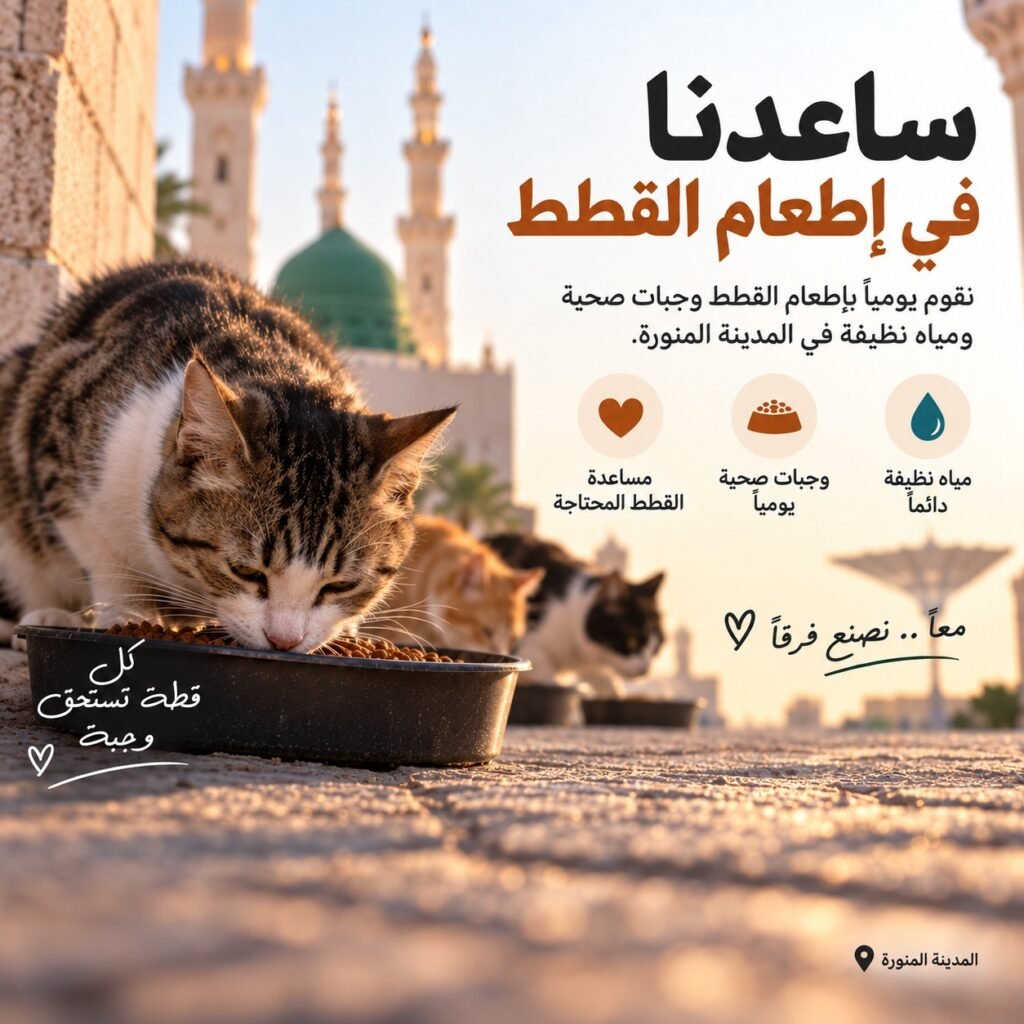 ساهم ب اطعام القطط المشردة والجائعة