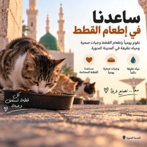 ساهم ب اطعام القطط المشردة والجائعة