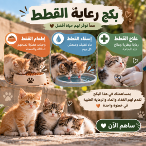بكج إطعام وسقيا وعلاج القطط المحتاجة